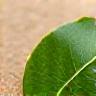 Green leaf or recyclable packaging